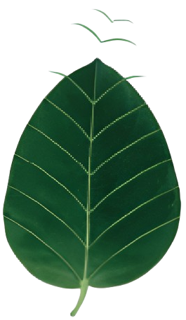 Chlorophyll